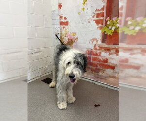 Old English Sheepdog Dogs for adoption in San Bernardino, CA, USA