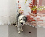 Small Old English Sheepdog