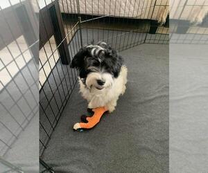 Havanese Puppy for sale in TACOMA, WA, USA