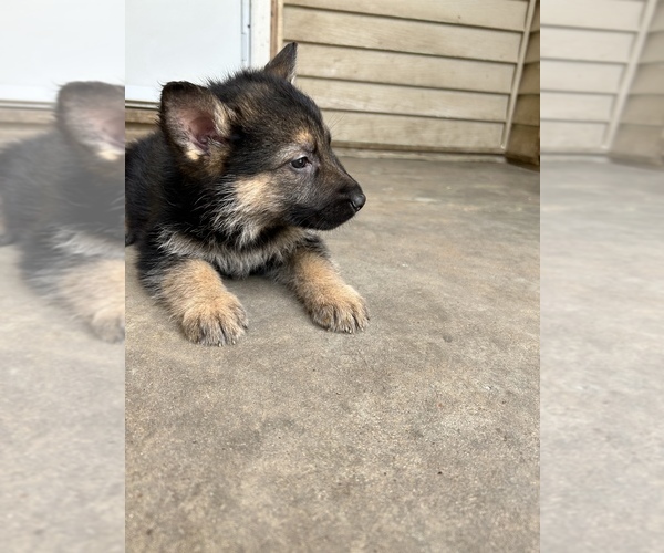 Medium Photo #2 German Shepherd Dog Puppy For Sale in FORT WORTH, TX, USA