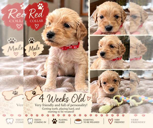 Medium Photo #4 Double Doodle Puppy For Sale in LAKELAND, FL, USA
