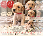 Puppy 3 Double Doodle