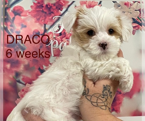 Medium Photo #4 Yorkshire Terrier Puppy For Sale in RUSTBURG, VA, USA