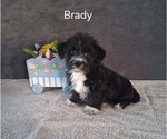 Image preview for Ad Listing. Nickname: Brady