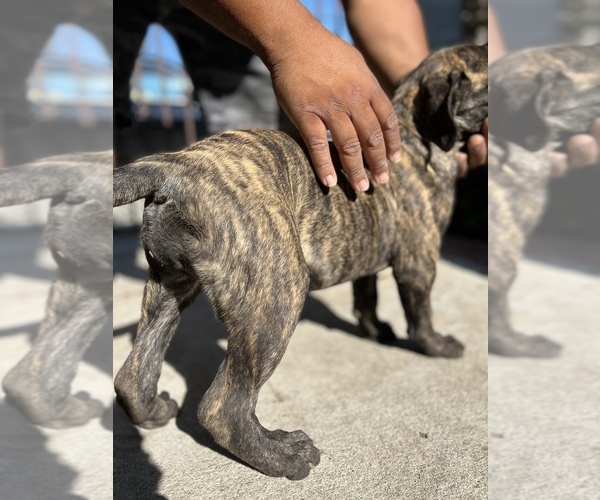 Medium Photo #42 Bullmastiff Puppy For Sale in LOS ANGELES, CA, USA