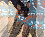 Small Photo #12 Miniature Pinscher-Unknown Mix Puppy For Sale in Bellmawr, NJ, USA