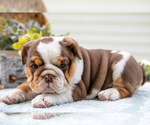 Small Photo #10 Beabull-English Bulldog Mix Puppy For Sale in MILLERSBURG, OH, USA