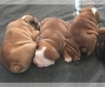 Small Photo #2 Bulldog Puppy For Sale in BISMARCK, ND, USA