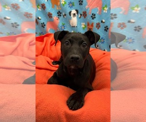 Mutt Dogs for adoption in Woodbury, NY, USA