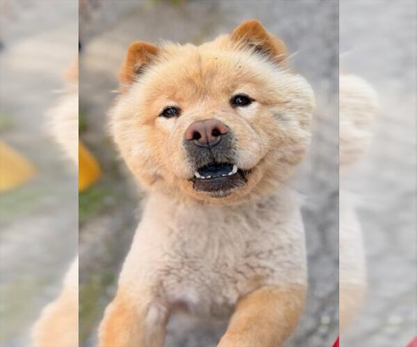 Medium Photo #1 Chow Chow Puppy For Sale in Boston, MA, USA