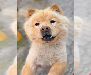 Chow Chow Dogs for adoption in Boston, MA, USA