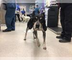 Small Bluetick Coonhound