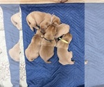 Small Photo #8 Labrador Retriever Puppy For Sale in BLUFF DALE, TX, USA