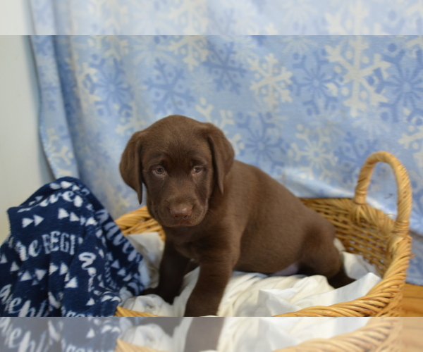 Medium Photo #8 Labrador Retriever Puppy For Sale in GREENWOOD, WI, USA