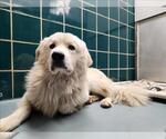 Small #74 Chow Chow-Great Pyrenees Mix