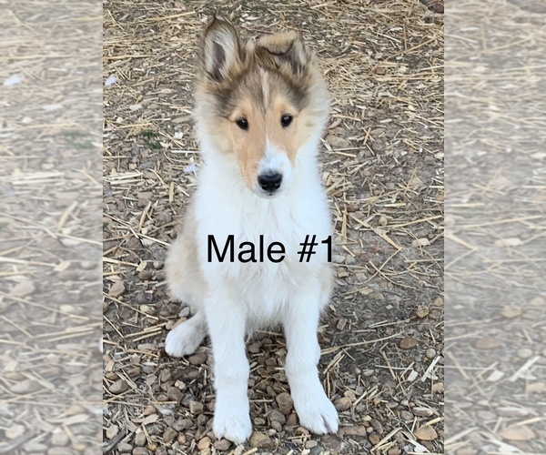 Medium Photo #1 Collie Puppy For Sale in BOAZ, AL, USA
