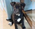 Small #16 Boxer Mix
