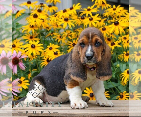Medium Photo #2 Basset Hound Puppy For Sale in MANHEIM, PA, USA