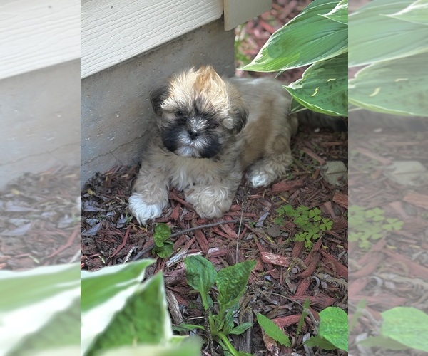 Medium Photo #1 Bichon Frise-La-Chon Mix Puppy For Sale in ALGOMA, WI, USA