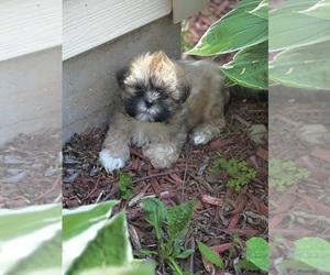 Bichon Frise-La-Chon Mix Puppy for sale in ALGOMA, WI, USA