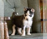 Small #7 Siberian Husky