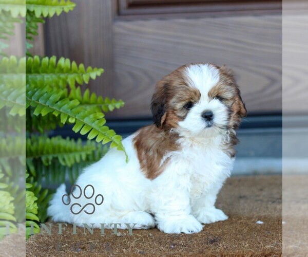 Medium Photo #4 Shih Tzu Puppy For Sale in MORGANTOWN, PA, USA