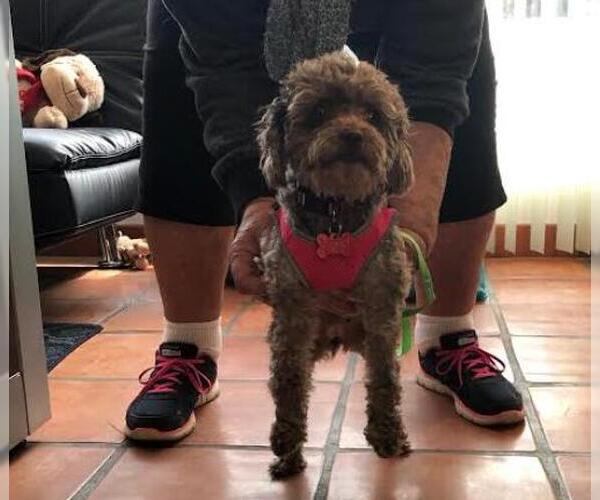 Medium Photo #7 Poodle (Miniature)-Unknown Mix Puppy For Sale in San Diego, CA, USA