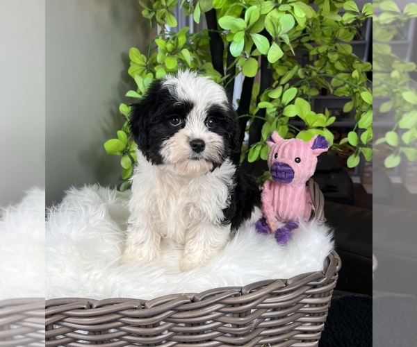Medium Photo #5 ShihPoo Puppy For Sale in FRANKLIN, IN, USA