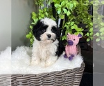 Small Photo #5 ShihPoo Puppy For Sale in FRANKLIN, IN, USA