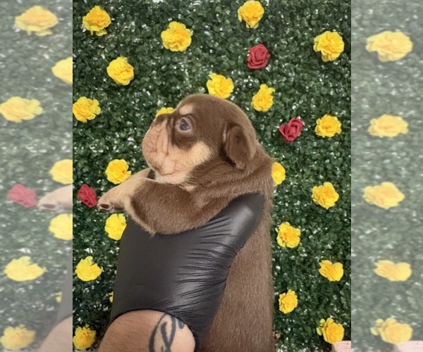 Medium Photo #1 French Bulldog Puppy For Sale in HOMESTEAD, FL, USA