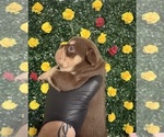 Small French Bulldog