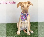 Small #3 Weimaraner Mix