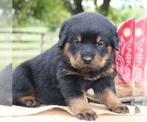 Rottweiler Puppy for sale in CHAMBERSBURG, PA, USA