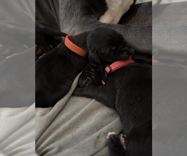 Medium Photo #14 Great Dane Puppy For Sale in TEMECULA, CA, USA