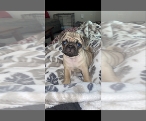 Pug Puppy for sale in YOUNGSVILLE, LA, USA