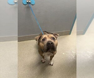 Mutt Dogs for adoption in Las Vegas, NV, USA