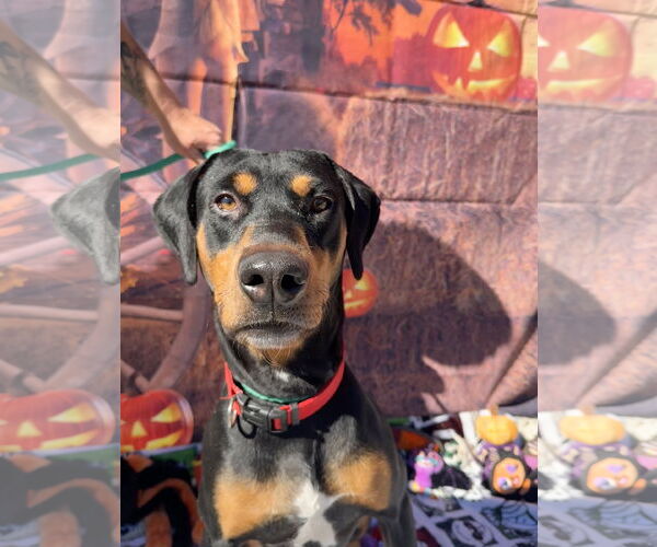 Medium Photo #6 Rotterman Puppy For Sale in Lake Elsinore, CA, USA