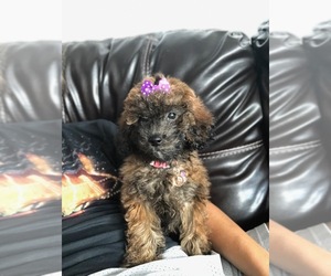 Poodle (Miniature) Puppy for sale in OKC, OK, USA