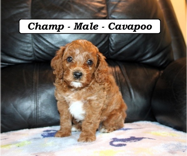 Medium Photo #3 Cavapoo (Miniature) Puppy For Sale in CLARKRANGE, TN, USA