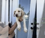 Puppy Logam Labrador Retriever