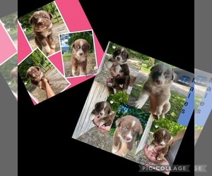 Australian Shepherd Puppy for sale in WASHBURN, TN, USA