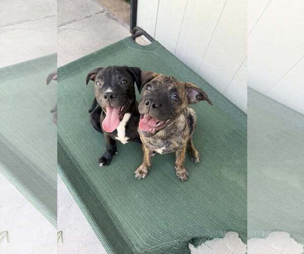 Medium Photo #3 Box-a-Pug Puppy For Sale in Cave Creek, AZ, USA