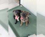 Small #2 Box-a-Pug