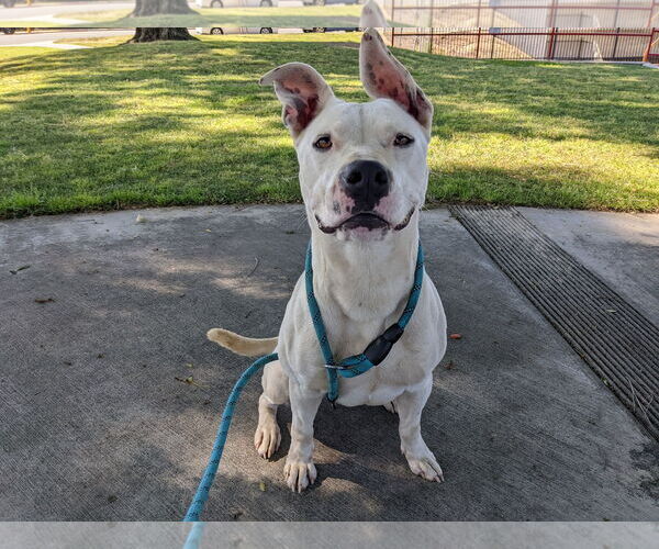 Medium Photo #2 American Staffordshire Terrier Puppy For Sale in Berkeley, CA, USA