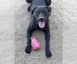 Small #2 Mastador