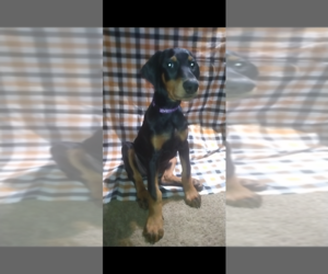 Doberman Pinscher Puppy for sale in CINCINNATI, OH, USA