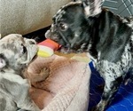 Small Photo #17 French Bulldog Puppy For Sale in PHILADELPHIA, PA, USA
