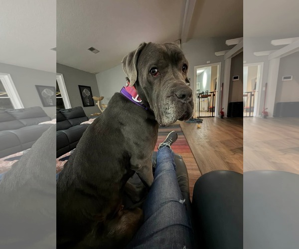 Medium Photo #7 Mastiff-Unknown Mix Puppy For Sale in Derwood, MD, USA