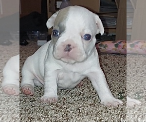 French Bulldog Puppy for sale in VICTORVILLE, CA, USA