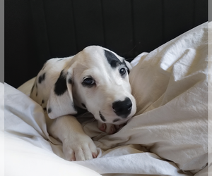Medium Dalmatian